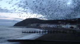 Starling murmuration swirling above Aberystwyth's Royal Pier