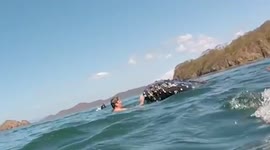 Snorkelers' amazing close encounter with baby humpback whale of Costa Rica coast