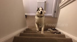 Siberian Husky Won’t Go Upstairs