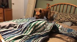 Raccoon and dog playing under a blanket