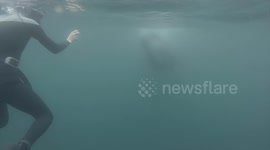 Massive sperm whale 'attacks' two snorkelers in Mid-Atlantic