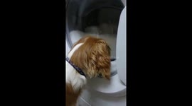 My 6 month old puppy trying to get his favourite teddy out of the washing machine