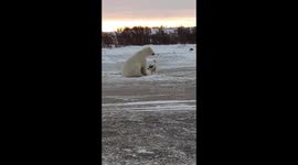 Friend or Food? Polar Bear Plays With Dog