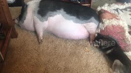World's most laid-back pig enjoys a pedicure from cute pomsky pup