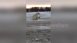 Newsflare Edit - Friend or Food? Polar Bear Plays With Dog