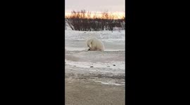 Polar Bear Roughly Plays With a Dog
