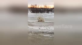 Newsflare Edit - Polar Bear Roughly Plays With a Dog