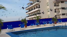 Hundreds of birds divebomb swimming pool