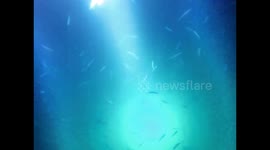 Manta Dive 2017