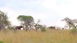 Africa elephant charge at Zulu Nyala