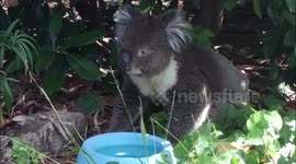 Homeowner gives thirsty koala a drink during heatwave