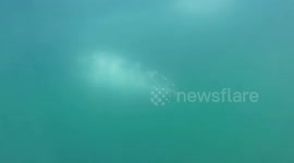 Whale of a Tail to Tell  Part I