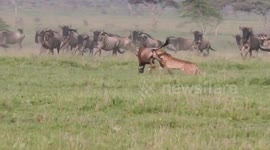 Cheetahs chase down wildebeest at Tanzania national park