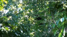 Monkey-acrobat in nature.Обезьяна-акробат в природе.Mērkaķis-akrobāts dabā.