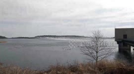 Giant Flock of Birds