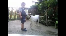 kiss the dog and the boy