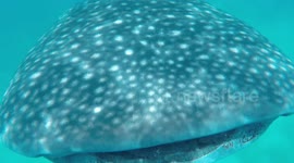 Face to face with a Whale shark