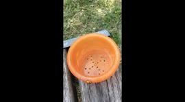 Ladybug running