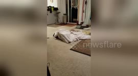 Newsflare Edit - Ghost dog