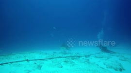 Bullshark swims right at you!!! Amazing shark encounter