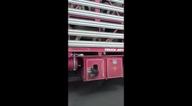 Sheepdog has ride of its life beneath truck