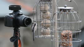 RSPB Big Garden Birdwatch Weekend #1