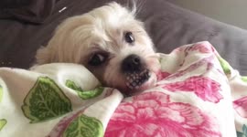 Sleepy dog just doesn’t want to get out of bed