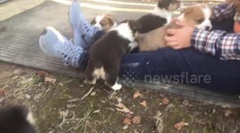 Corgi puppy soccer party
