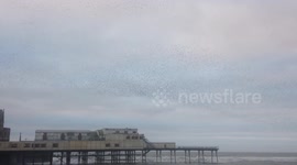 Starlings murmurate around The Royal Pier in Aberystwyth, West Wales