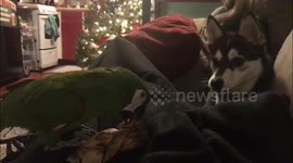 Pomsky Pup Bowie and his feathery pal sharing a treat!