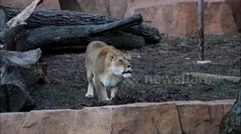 Roaring galore from male and female lions