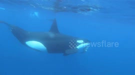 Killer whale toys with live sea turtle off Galapagos Islands