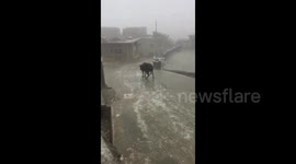 Incredible moment a cow slides down an icy road