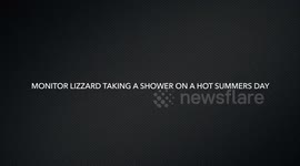 Monitor Lizzard Taking A Shower In A Garden Sprinkler On A Hot Summers Day