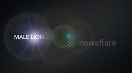 Horrific Moment When A Male Lion Jumps On The Front Of A Safari Vehicle