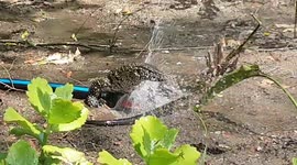 Wild monitor lizard takes a shower in a garden sprinkler