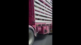 Sheepdog has ride of its life beneath truck