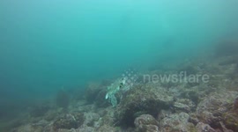 Puffer LOVE