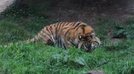 Tiger eats a whole  chicken
