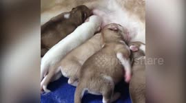 Husky puppies 8 days old