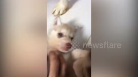 Husky puppy funtime