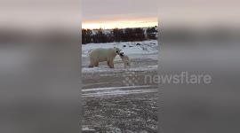 Incredible moment a wild polar bear plays with a dog