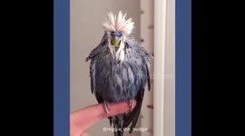 Oscar the Budgie shaking feathers in slow motion