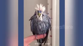 Newsflare Edit - Oscar the Budgie shaking feathers in slow motion