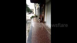 Dog uses slippery floor as treadmill