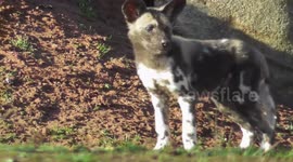 Adorable Painted Dog Puppy Chases Its Tail