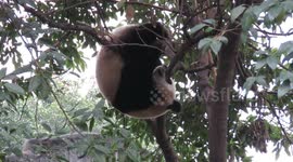 Giant Panda Ya Zhu--Girl Pandabat Part II
