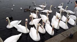 Feeding swans