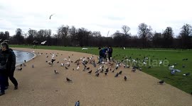 Feeding birds Hyde park