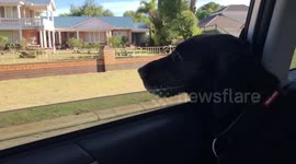 Dog watches world go by